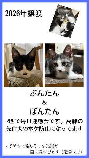 ぶんたんとぼんたん