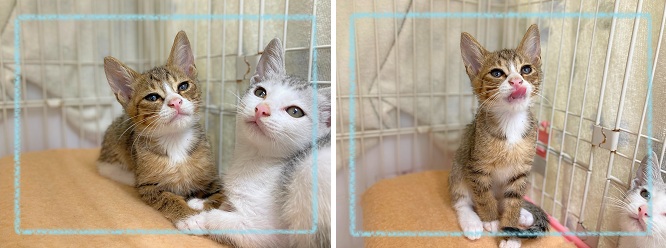 飼い主募集