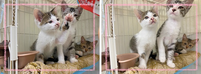 飼い主募集