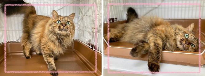 飼い主募集