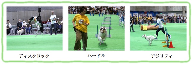 フェス(アジリティ)