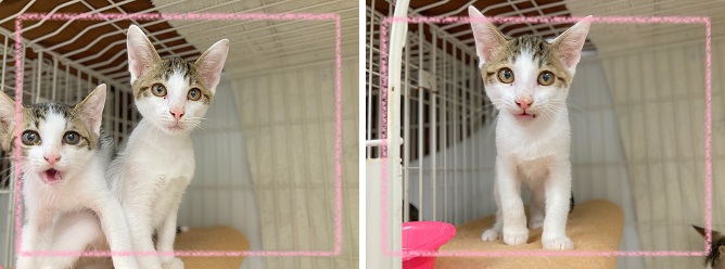 飼い主募集