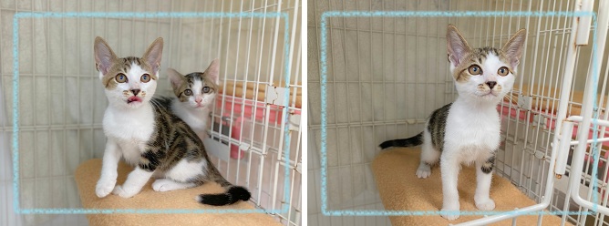 飼い主募集