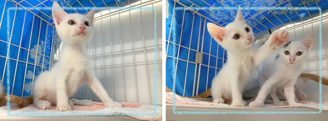 飼い主募集