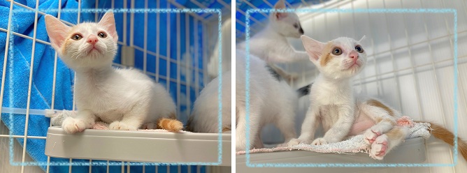 飼い主募集