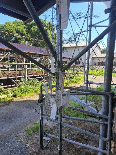 笹の枝にさまざまな短冊が