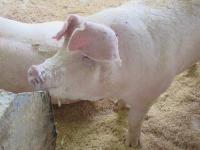 酒かすの飼料化の取り組み