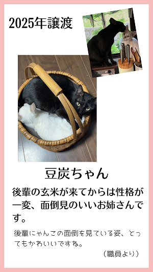 豆炭