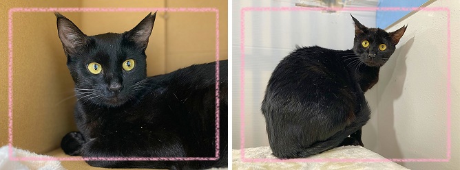 飼い主募集
