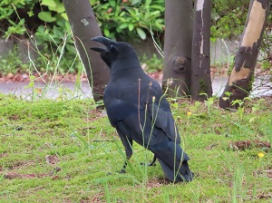 ハシブトガラスの画像