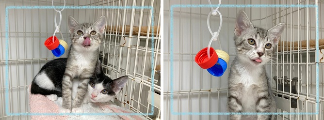 飼い主募集