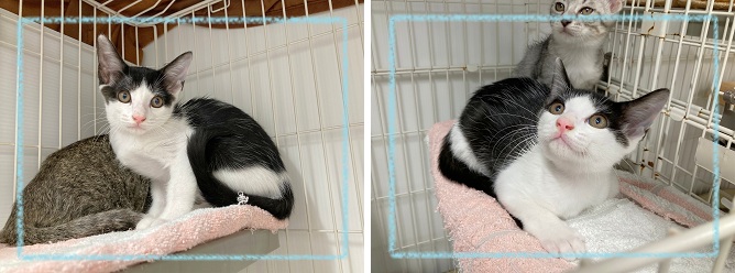 飼い主募集