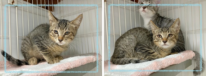飼い主募集