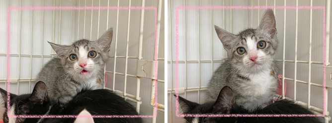 飼い主募集