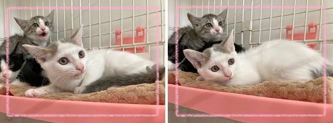 飼い主募集