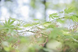 ちゃやの森21