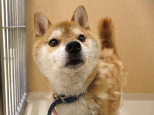 けんた