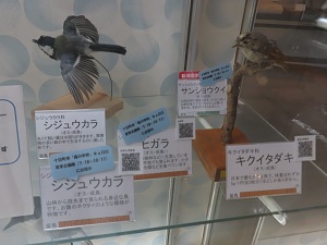 剥製の画像