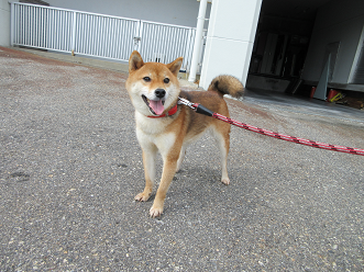 柴犬の写真