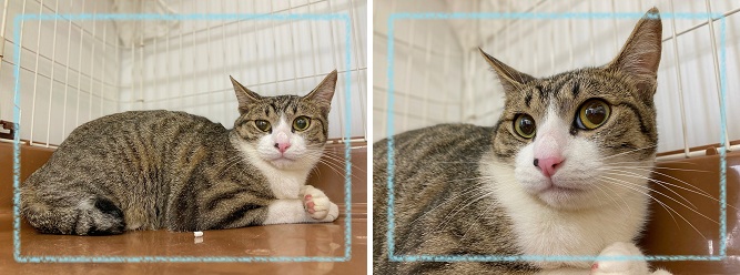 飼い主募集