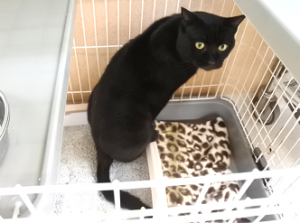 げん