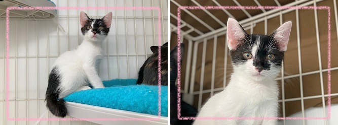 飼い主募集