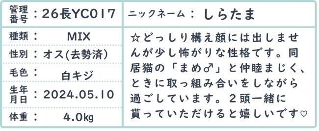 しらたま