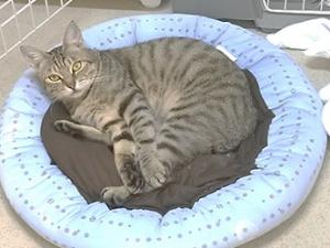 のり