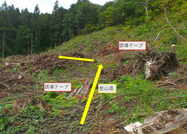 伐採跡地への誘導テープ設置状況(写真)