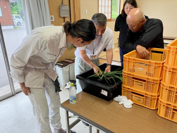 稲作講座での幼穂の見方を伝授