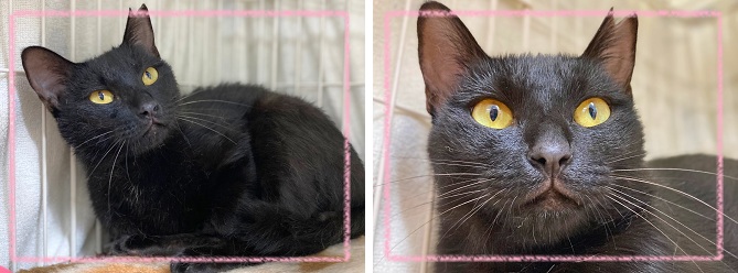 飼い主募集