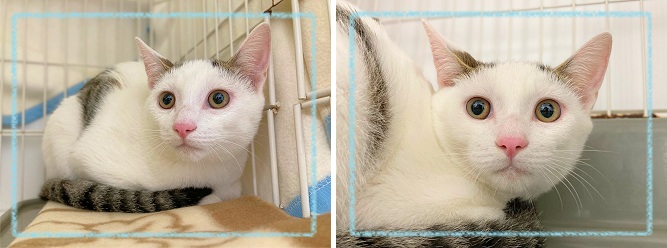 飼い主募集