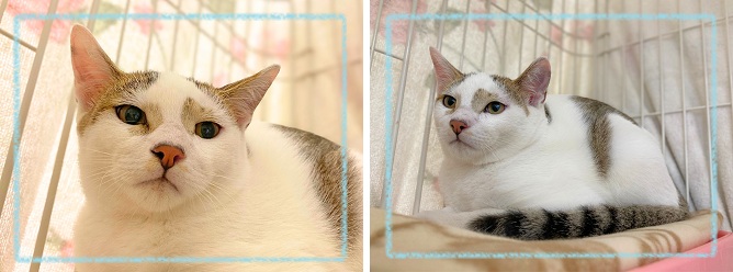 飼い主募集