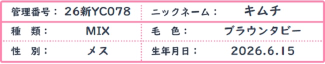 26新YC078　キムチ