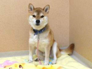 けんた