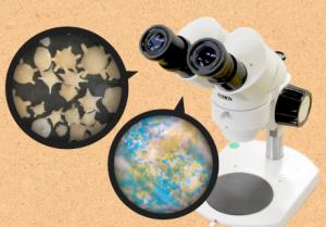 【科学教室】顕微鏡でのぞく小さな世界