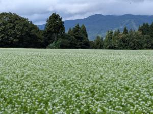 真っ白に咲くそばの花（津南町上郷原地区）