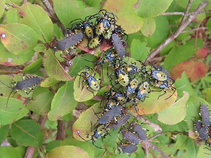 カメムシの画像
