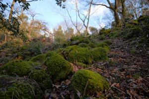 五社谷山で撮影した写真（サムネイル）