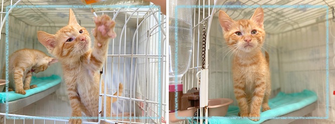 飼い主募集