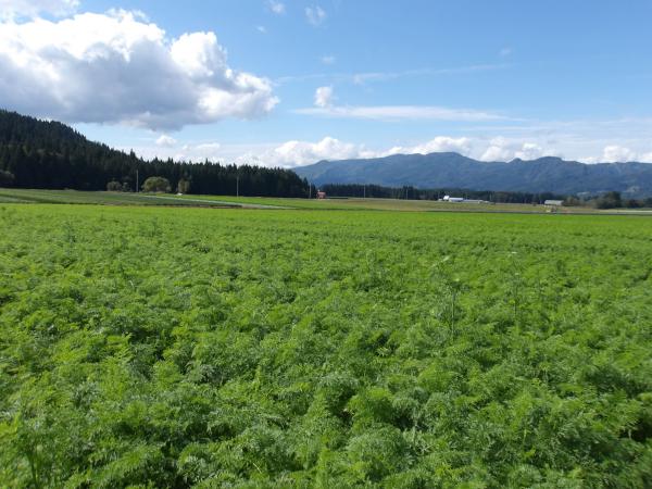 秋晴れのにんじん畑