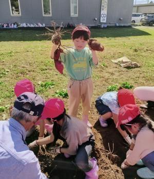 さつまいも掘り６