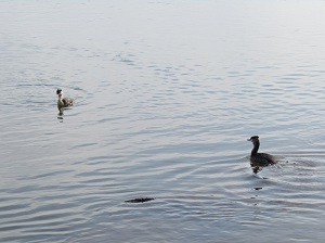 カンムリカイツブリ写真1
