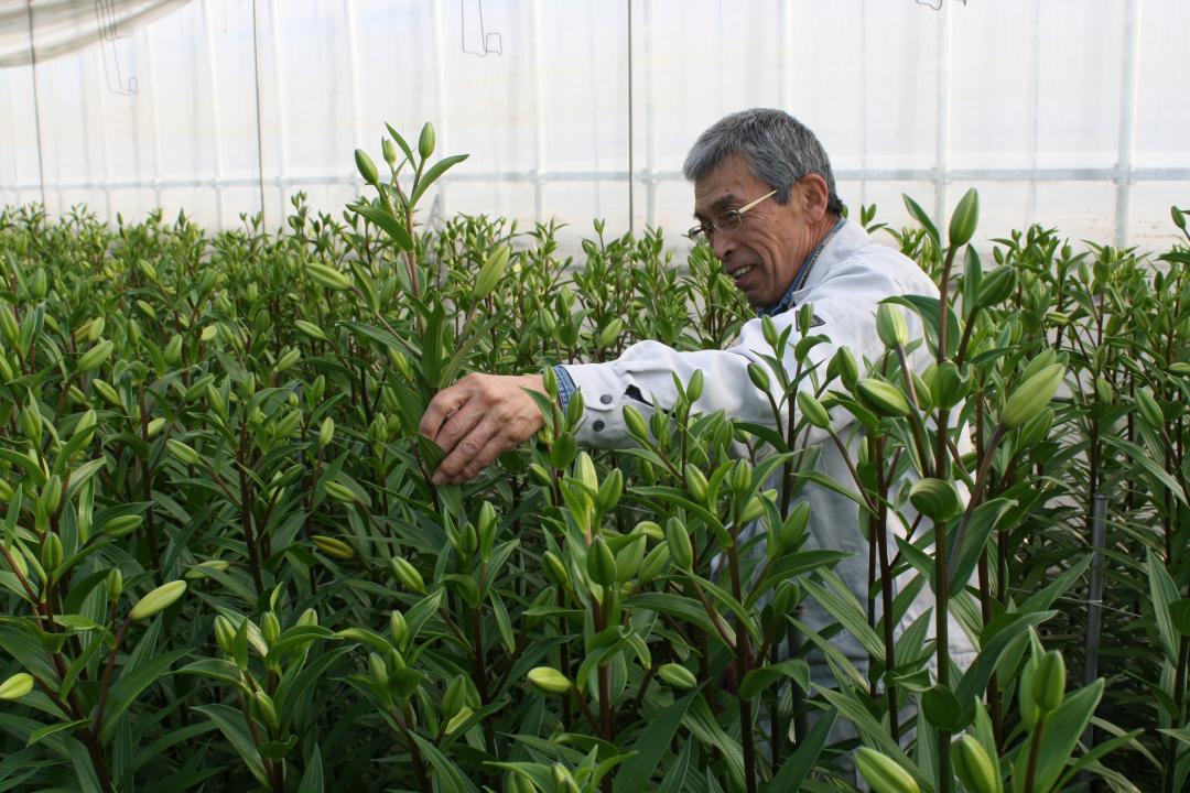 ユリ切り花採花