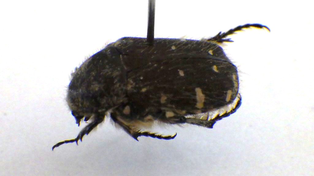 コアオハナムグリの標本の画像