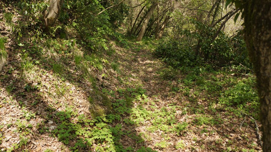 五社屋山（水路跡）の画像