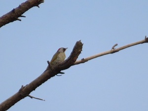 アオゲラの画像