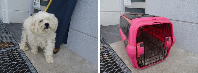 保護されている犬