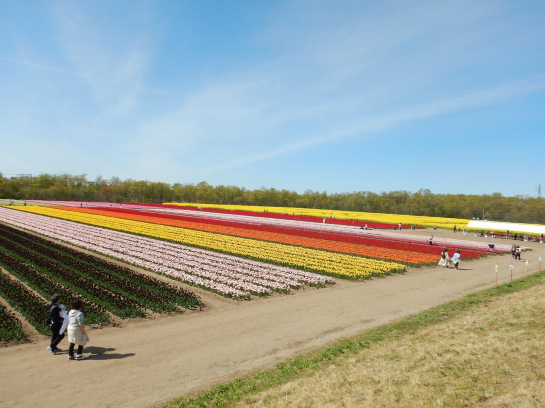 チューリップフェスティバルの様子