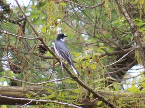 サンショウクイの画像